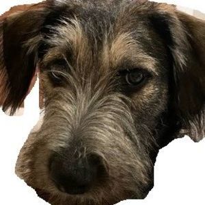 Meet your Posher, Ron